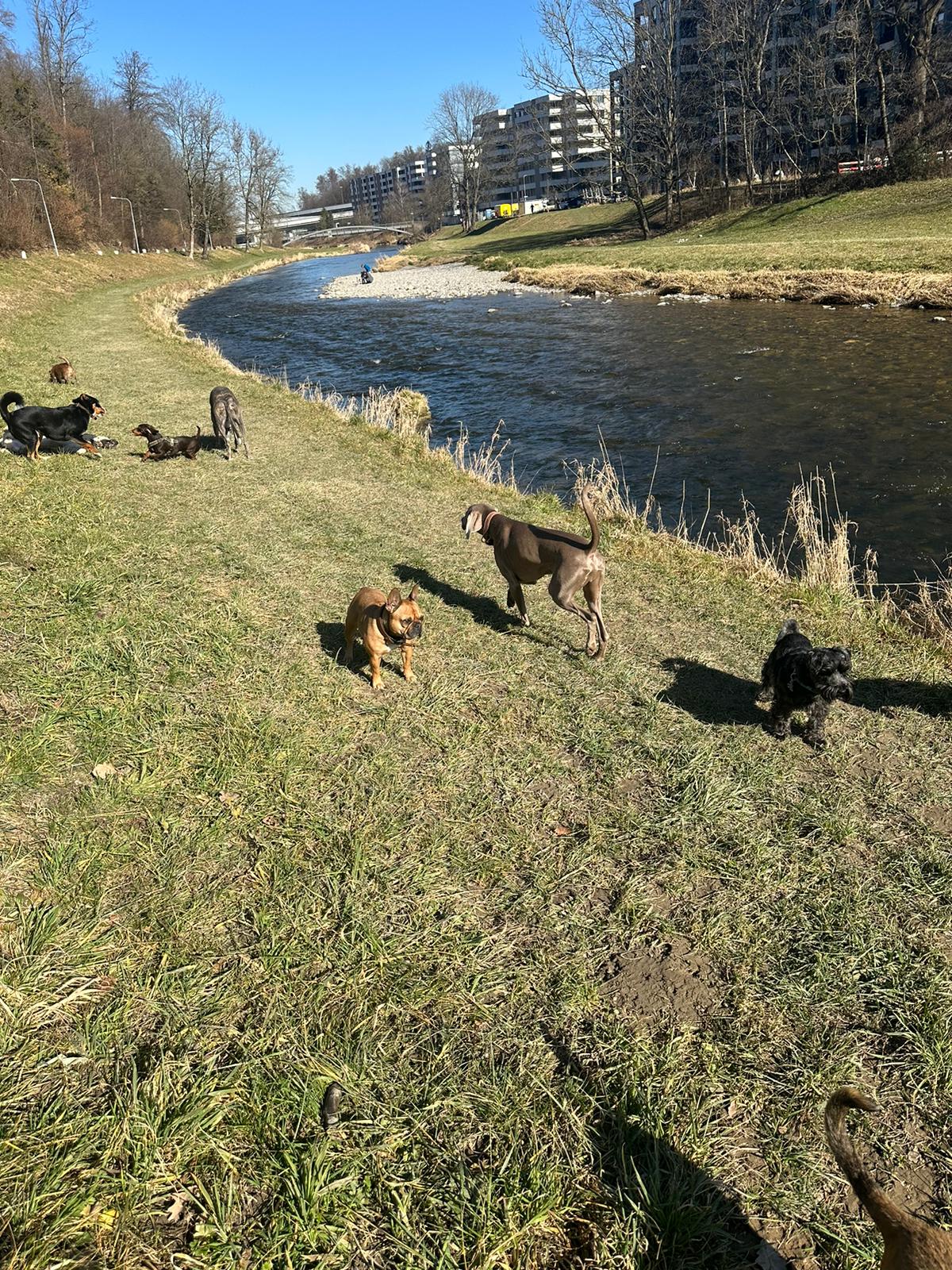 Hundebetreuung