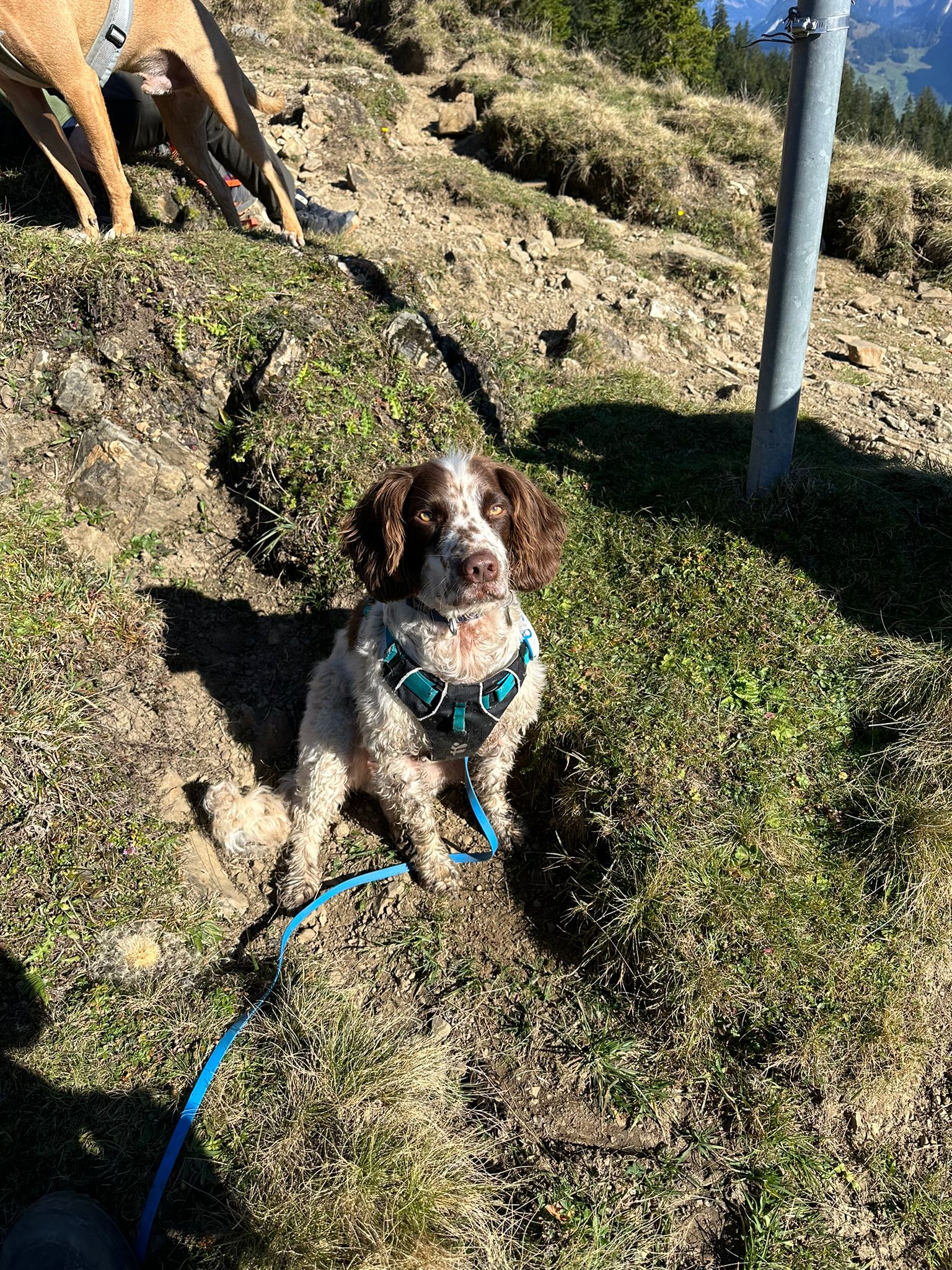 Sprocker Spaniel