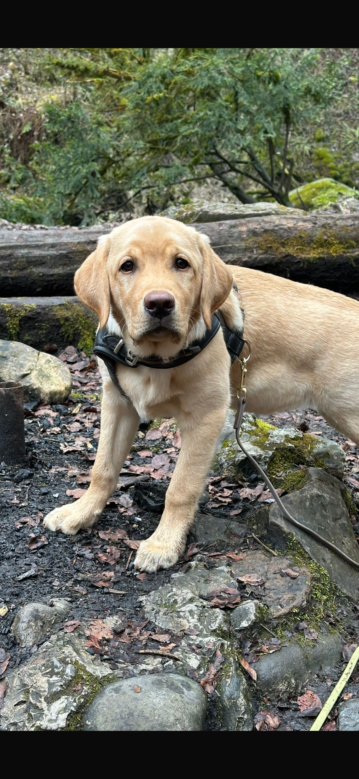 Duke Labrador