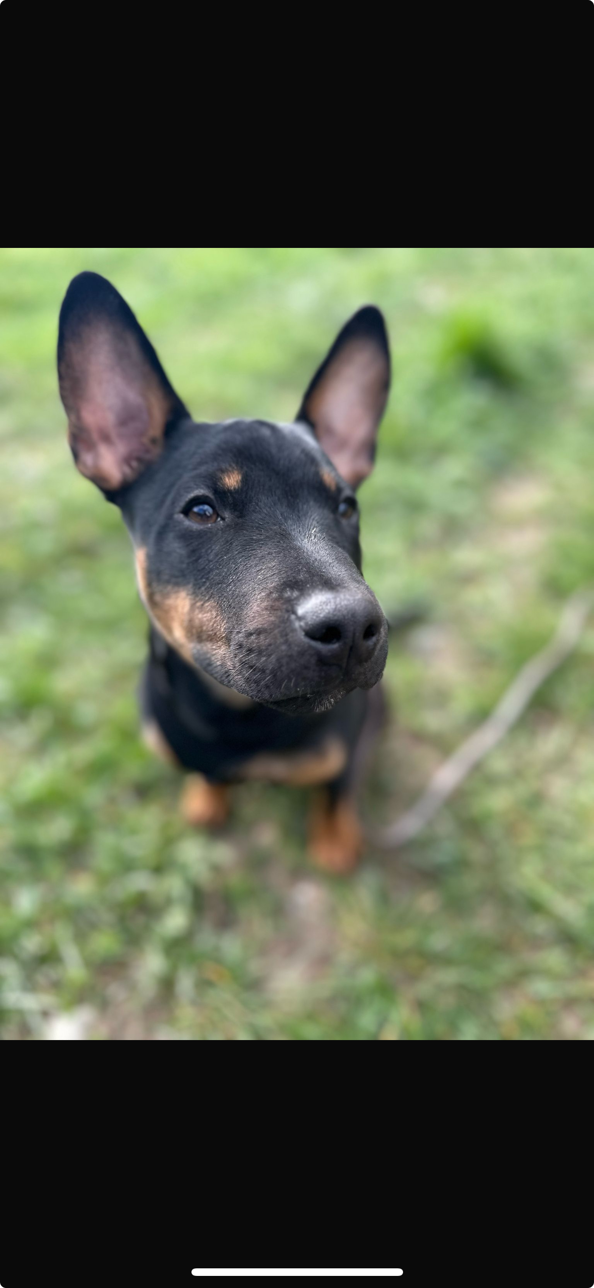 Französische Bulldogge & Miniatur-Bullterrier Mix
