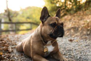 Leilani Top Dog Model