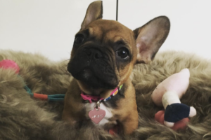 Leilani at home